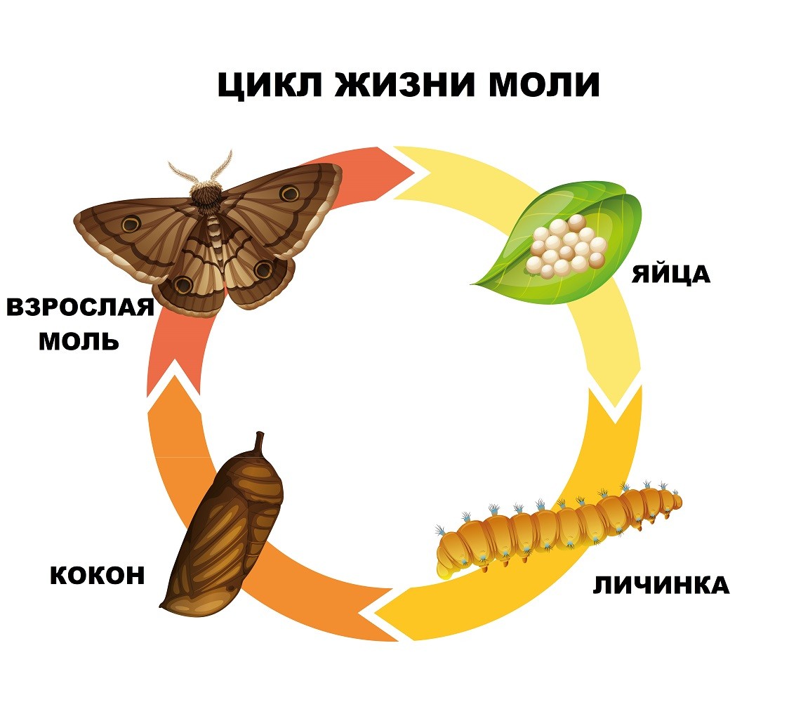 Жизненный цикл моли
